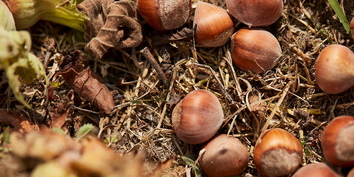 The Future of Hazelnut: Sustainable Hazelnut Production in Turkey